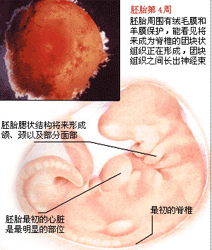 1-4周胎儿图片