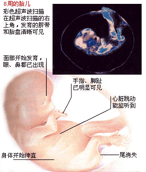 5-8周胎儿图片