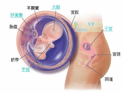 怀孕第10周胎儿发育情况图片