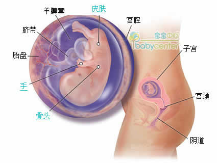 怀孕第11周胎儿发育情况图片
