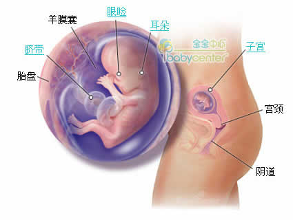怀孕第12周胎儿发育情况图片