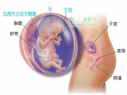 怀孕第13周胎儿发育情况图片