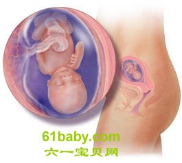 怀孕第15周胎儿发育情况图片