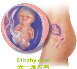 怀孕第17周胎儿发育情况图片