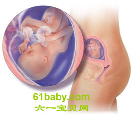 怀孕第18周胎儿发育情况图片