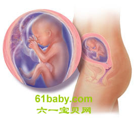 怀孕第20周胎儿发育情况图片