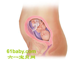 怀孕第22周胎儿发育情况图片