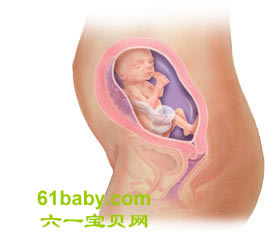 怀孕第23周胎儿发育情况图片