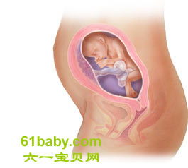 怀孕第24周胎儿发育情况图片
