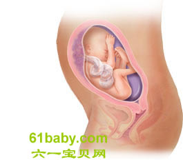 怀孕第26周胎儿发育情况图片