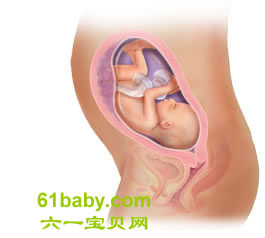 怀孕第27周胎儿发育情况图片
