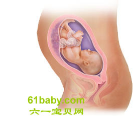 怀孕第28周胎儿发育情况图片