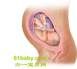 怀孕第30周胎儿发育情况图片
