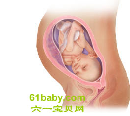 怀孕第31周胎儿发育情况图片