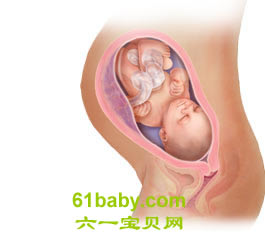 怀孕第33周胎儿发育情况图片
