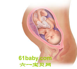 怀孕第34周胎儿发育情况图片