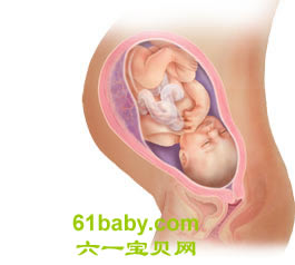 怀孕第37周胎儿发育情况图片