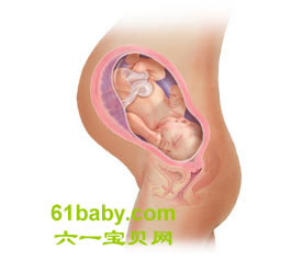 怀孕第38周胎儿发育情况图片