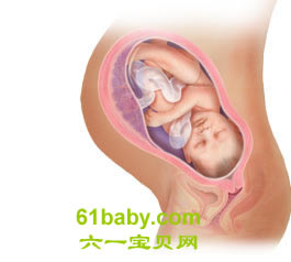 怀孕第39周胎儿发育情况图片
