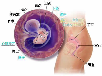怀孕第6周胎儿发育情况图片