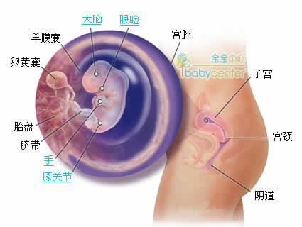 怀孕第8周胎儿发育情况图片