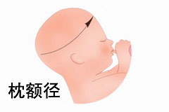 枕额径：胎儿鼻根至枕骨隆突的距离